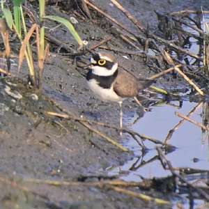 Little Ringed Plover