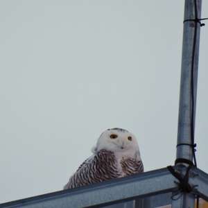 Snowy Owl