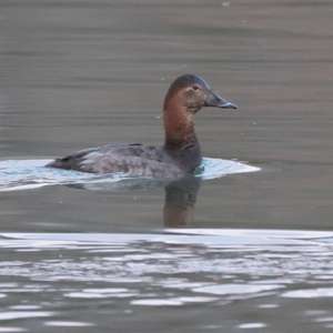 Common Pochard