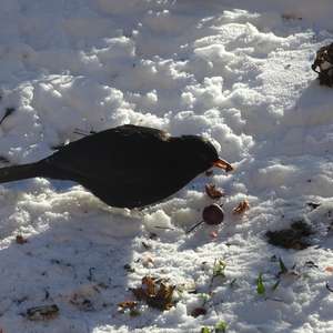 Eurasian Blackbird