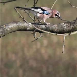 Eurasian Jay