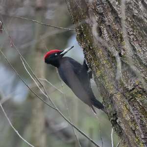 Black woodpecker
