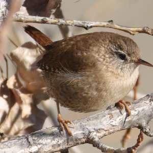 Winter Wren