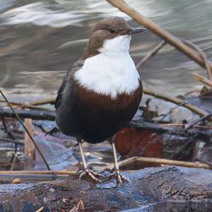 White-throated Dipper