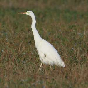 Great Egret