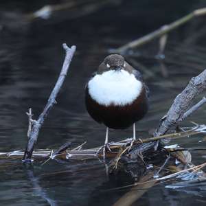White-throated Dipper