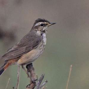 Bluethroat
