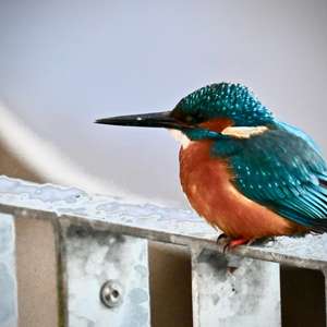 Common Kingfisher