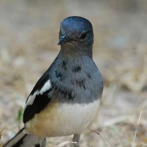 Oriental Magpie-robin