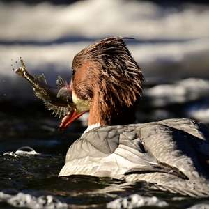 Common Merganser