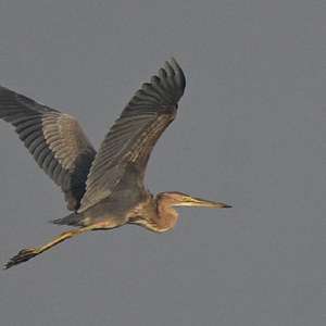 Purple Heron