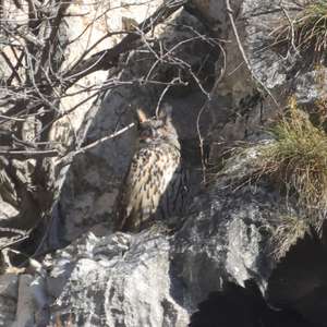 Eurasian Eagle-owl