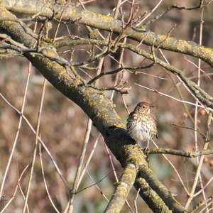Song Thrush