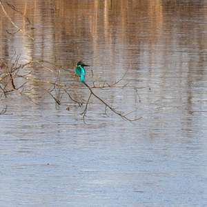 Common Kingfisher