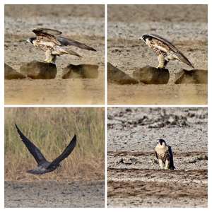 Peregrine Falcon