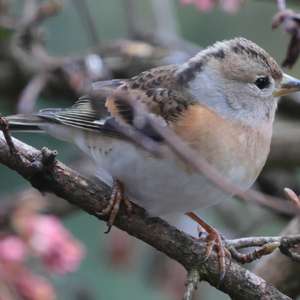 Brambling