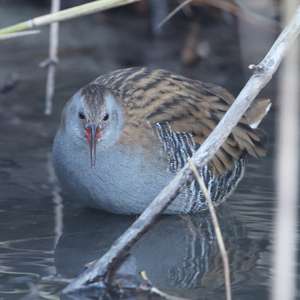Water Rail