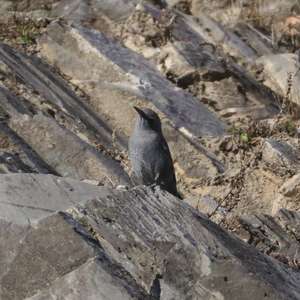 Blue Rock-thrush