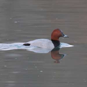 Common Pochard