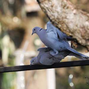 Eurasian Collared-dove