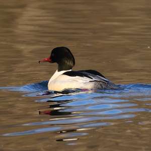 Common Merganser