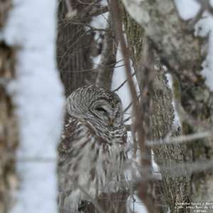 Barred Owl