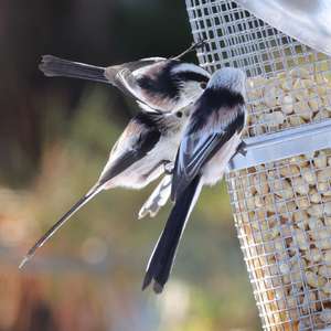 Long-tailed Tit