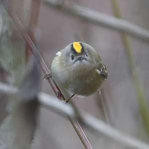 Wintergoldhähnchen