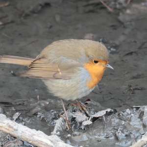 European Robin