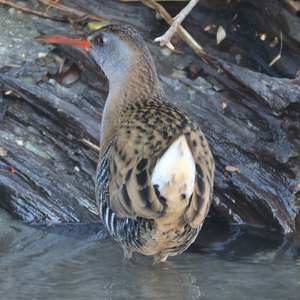 Water Rail