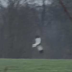 Northern Harrier