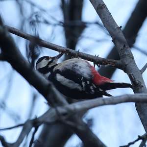 Great Spotted Woodpecker