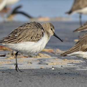 Dunlin