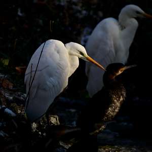 Great Egret