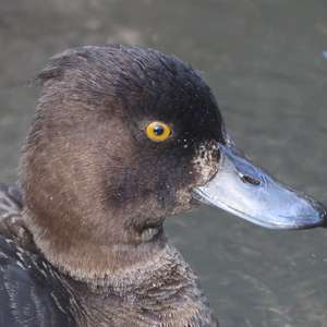 Tufted Duck
