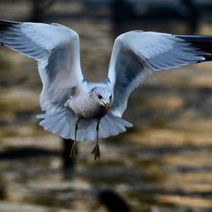 Herring Gull