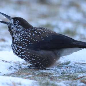 Spotted Nutcracker