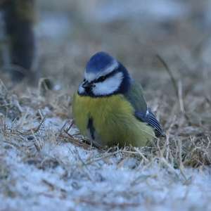 Blue Tit