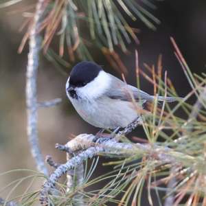 Willow Tit