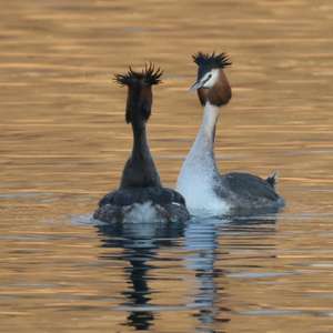 Great Crested Grebe