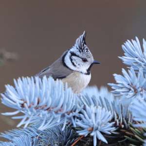 Crested Tit