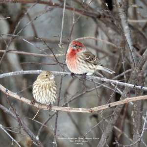 House Finch