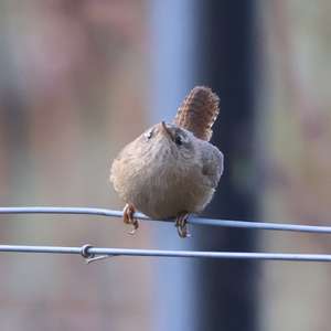 Winter Wren