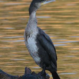 Great Cormorant