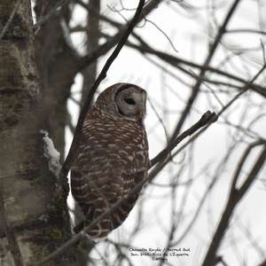 Barred Owl