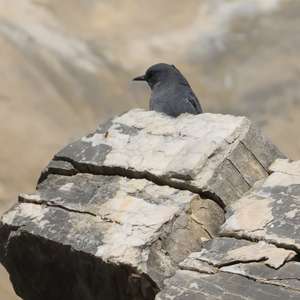 Blue Rock-thrush