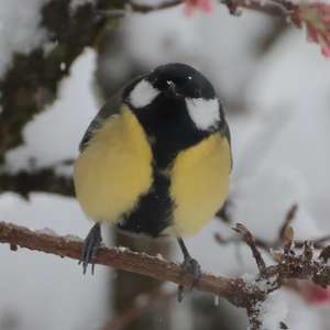 Great Tit