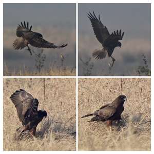 Western Marsh-harrier