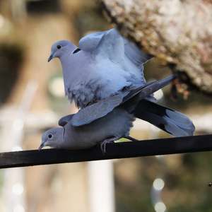 Eurasian Collared-dove