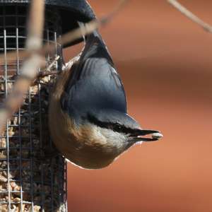 Wood Nuthatch